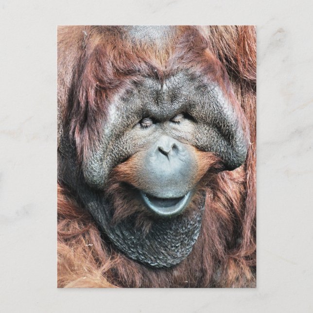 ORANGUTANS POSTCARD (Front)