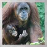 Orangutans Poster