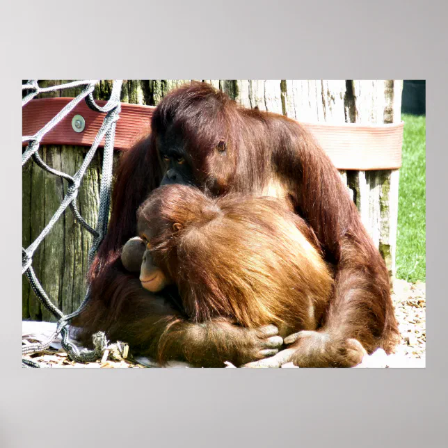 ORANGUTANS POSTER | Zazzle
