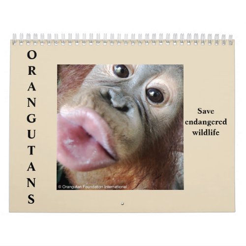Orangutans Rainforest Wildlife Calendar