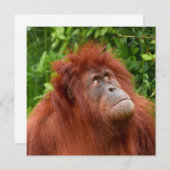 Orangutan's Thoughtful Gaze (Front/Back)