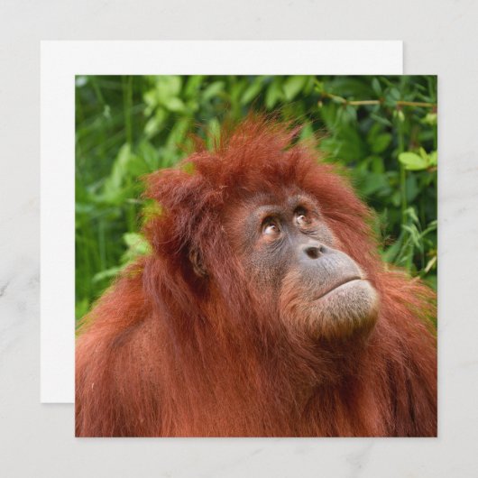 Orangutan's Thoughtful Gaze (Front/Back)