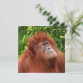 Orangutan's Thoughtful Gaze (Standing Front)