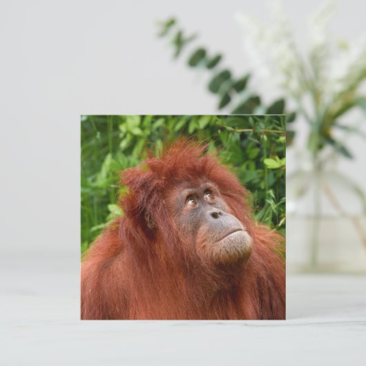 Orangutan's Thoughtful Gaze (Standing Front)