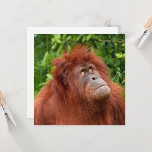 Orangutan's Thoughtful Gaze (Front/Back In Situ)