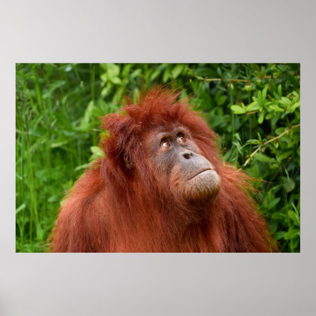 Orangutan's Thoughtful Gaze Poster (Front)