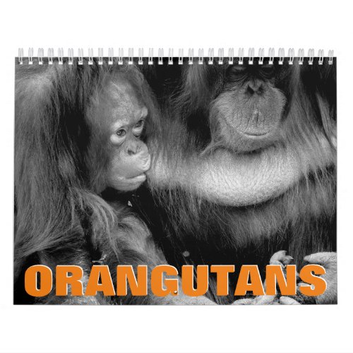 Orangutans Wall Calendar