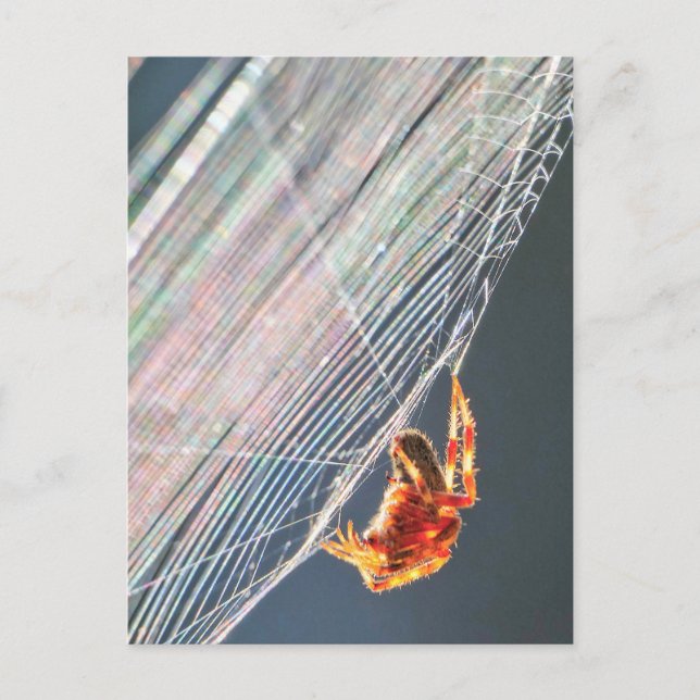 Orb Spider on Web  Postcard (Front)