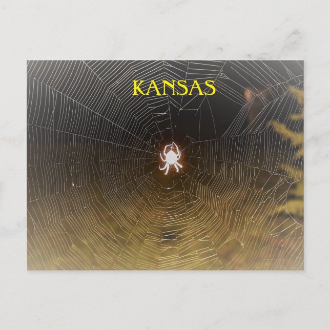 Orb Weaver at Night Postcard (Front)