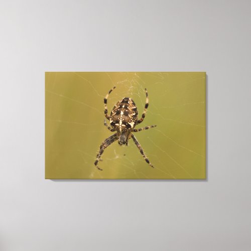 Orb_weaver Spider Canvas Print