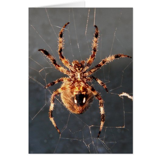 Orb Weaver Spider Cards (Front)
