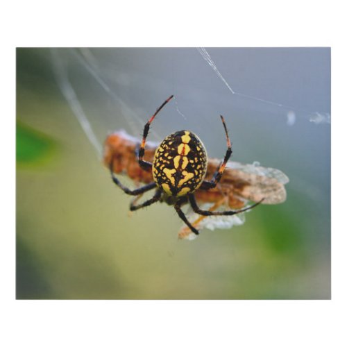 Orb weaver spider having a meal faux canvas print