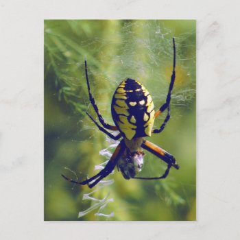 Orb Weaver Spider Photo Postcard by saradaboru at Zazzle