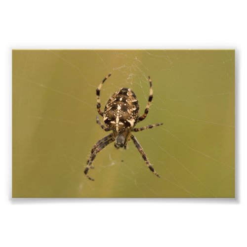 Orb_weaver Spider Photo Print