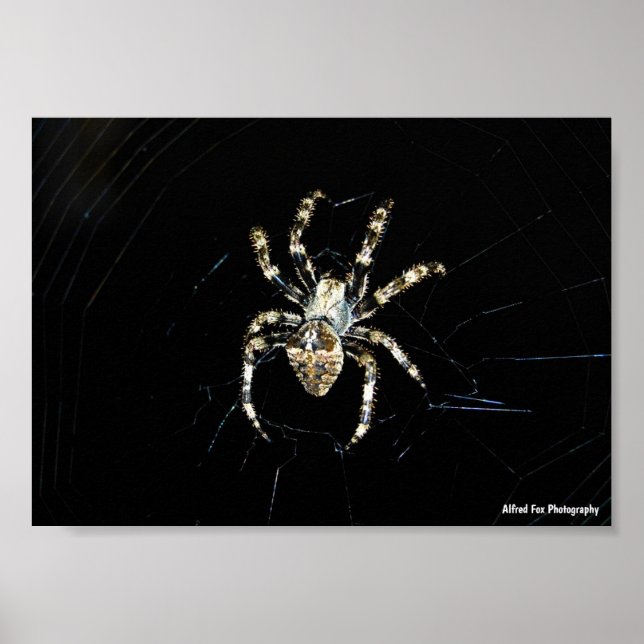Orb-weaver Spider Poster (Front)