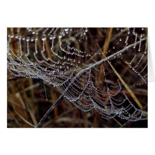 Orb Weaver Web in the Morning Dew Cards (Front Horizontal)