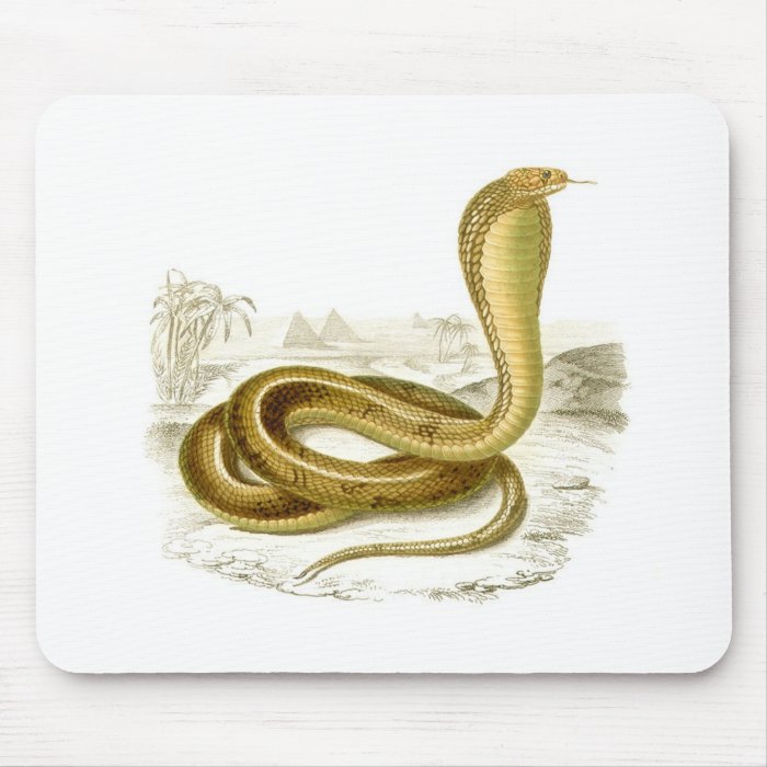 Orbigny   Egyptian Cobra   Naja haje Mouse Pads