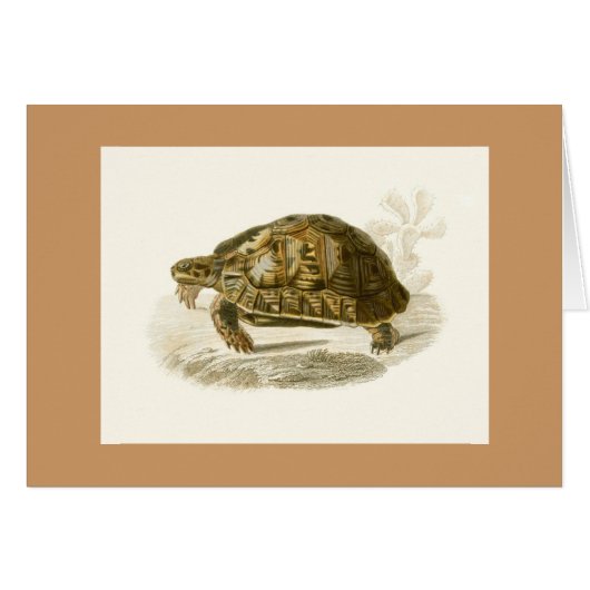 Orbigny - Tortoise - Testudo mauritanica (Front Horizontal)