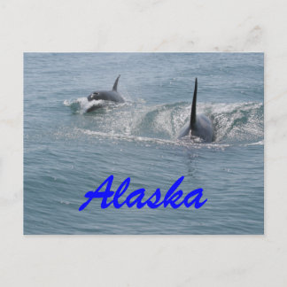 Orca and calf, Alaska Postcard