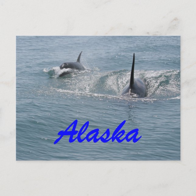 Orca and calf, Alaska Postcard (Front)