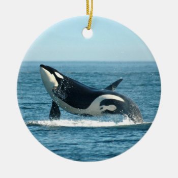 Orca Breach Ornament by OrcaWatcher at Zazzle