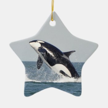 Orca Breach Ornament 2 by OrcaWatcher at Zazzle
