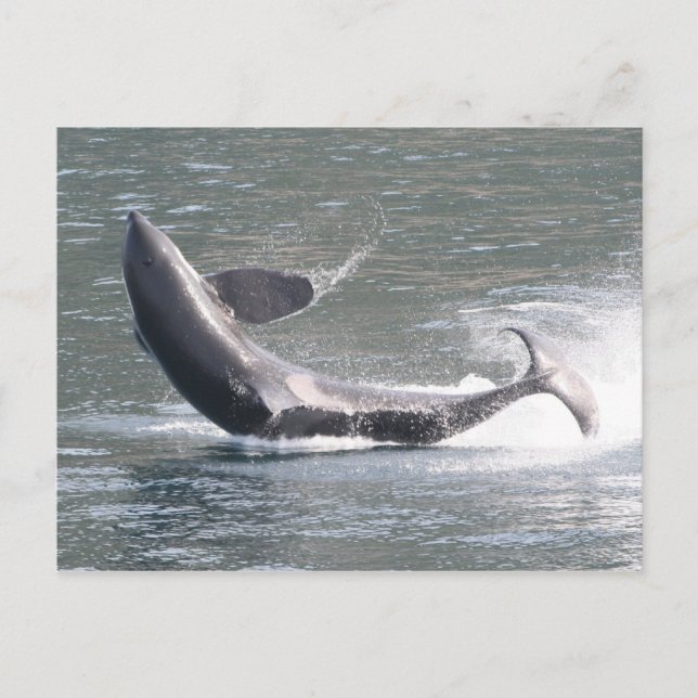 Orca breaching in Alaska Postcard (Front)