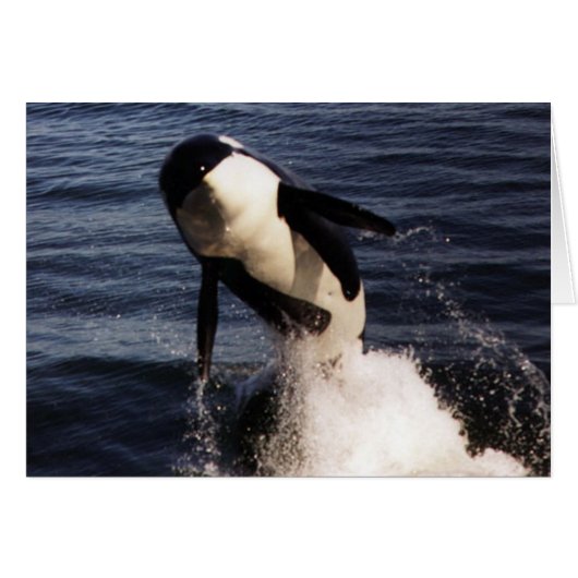 Orca Cards (Front Horizontal)