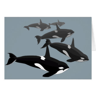Orca Cards Personalized Killer Whale Art Cards