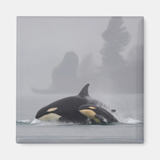 Orca Family Magnet