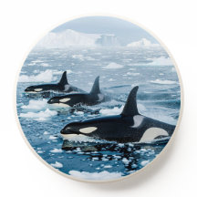 Orca Haven