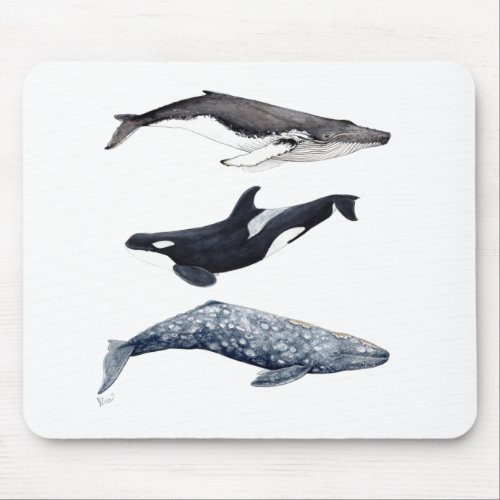 Orca hunchbacked whale and gray whale mouse pad