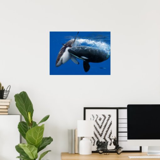 Orca hunting great white shark poster | Zazzle