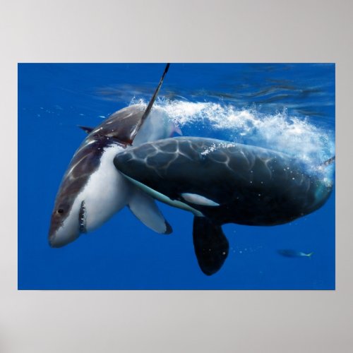 Orca hunting great white shark poster