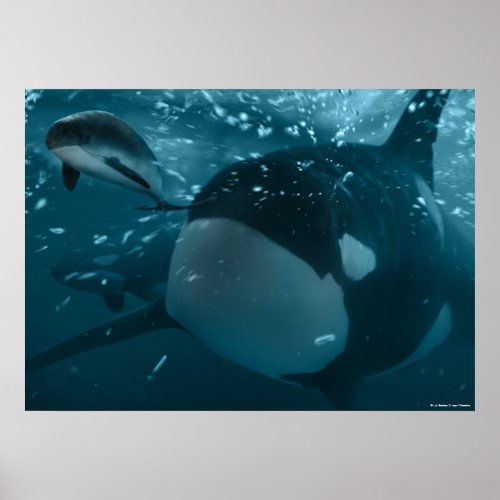 Orca hunts porpoise poster