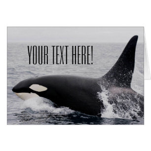 Orca Killer Whale Breaching Surface Custom Text Cards