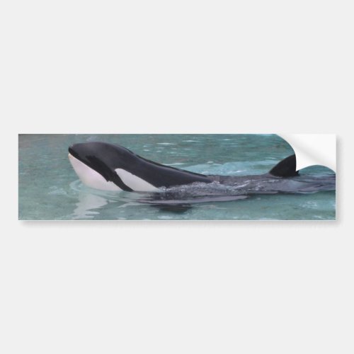 OrcaKiller Whale bumper sticker