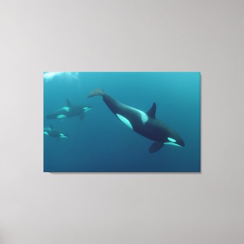 Orca Killer Whale Canvas