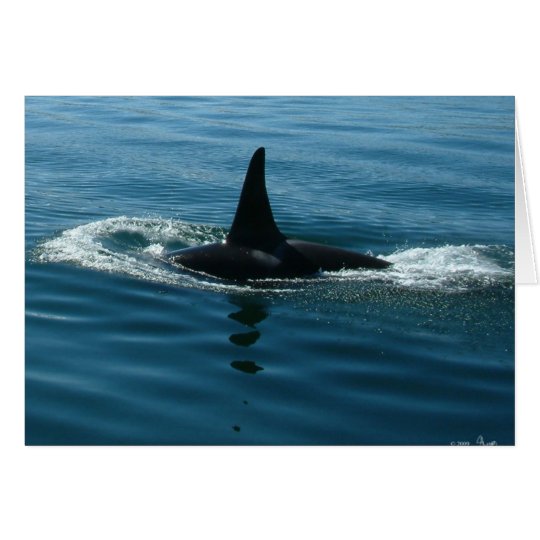Orca Killer Whale Card