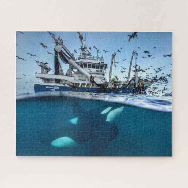 Orca Killer Whale Commercial Fishing Boat Ocean Jigsaw Puzzle (Horizontal)