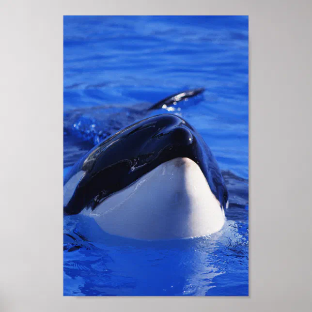 Orca Killer Whale Poster | Zazzle