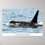 Orca Killer Whale Poster San Juan Island Large at Zazzle