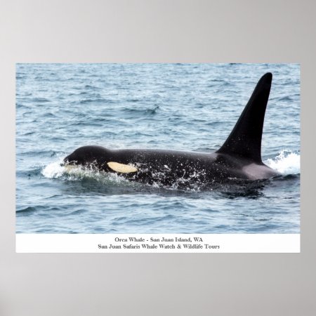 Orca Killer Whale Poster San Juan Island Large