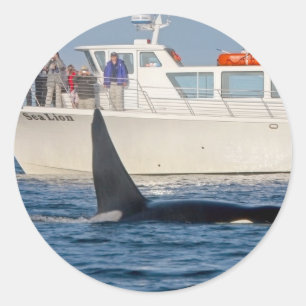 Orca Killer Whale -transient, washington Classic Round Sticker