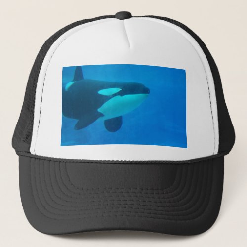 orca killer whale underwater blue trucker hat