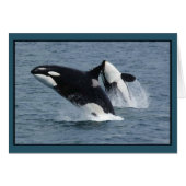 Orca Killer Whales Breaching (Front Horizontal)