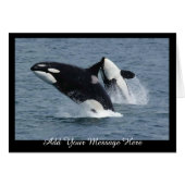 Orca Killer Whales Breaching Add Your Message (Front Horizontal)