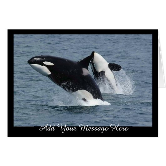 Orca Killer Whales Breaching Add Your Message Cards (Front Horizontal)