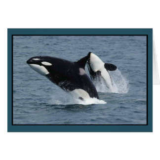 Orca Killer Whales Breaching Card