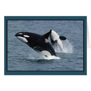 Orca Killer Whales Breaching Cards